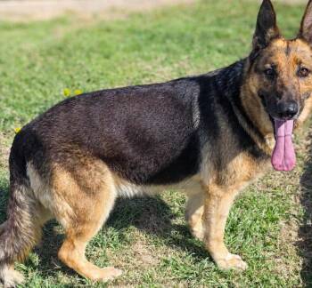 German Shepherd Dog Dogs Available for Adoption - Rocio | PetCurious