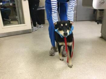 BRAD -  German Shepherd Dog Dog for Adoption in Riverside, California - BRAD | PetCurious