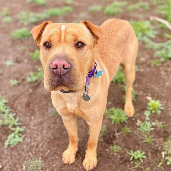 Shar Pei and Mixed Breed Dogs Available for Adoption in Aurora, Colorado - MEATBALL | PetCurious