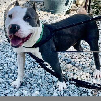 Harry Pawter 26-0742 -  Mixed Breed Dog for Adoption in Yanceyville, North Carolina - Harry Pawter 26-0742 | PetCurious