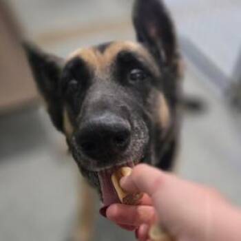 Roxy -  German Shepherd Dog Dog for Adoption in Pahrump, Nevada - Roxy | PetCurious