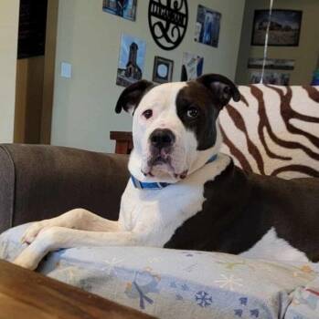 Rescue American Bully Dogs for Adoption in Pottsboro, Texas - Tonka | PetCurious