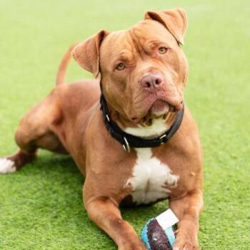 Pit Bull Terrier Dogs Available for Adoption in Camarillo, California - LEO | PetCurious