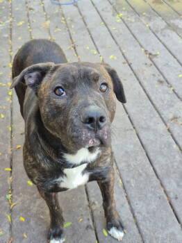 Rescue Pit Bull Terrier Dogs for Adoption in Hillside, Illinois - Paddington | PetCurious