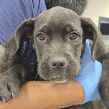 Cane Corso Dogs Available for Adoption in Newark, New Jersey - Aldo | PetCurious