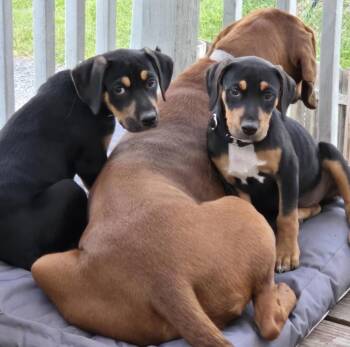 Mae & Edward -  Hound and Labrador Retriever Dog for Adoption in Kutztown, Pennsylvania - Mae & Edward | PetCurious