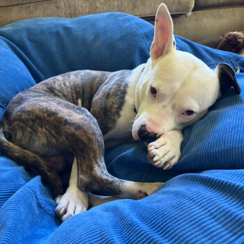 Rescue Pit Bull Terrier Dogs for Adoption in Reisterstown, Maryland - Snoopy | PetCurious