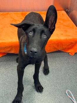 Pickles - Located in Colorado -  Belgian Shepherd Malinois Dog for Adoption in Imlay City, Michigan - Pickles - Located In Colorado | PetCurious