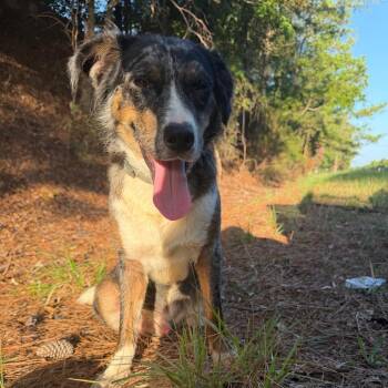 Road Runner 7340 -  Australian Cattle Dog Blue Heeler and Mixed Breed Dog for Adoption in Loxahatchee Groves, Florida - Road Runner 7340 | PetCurious