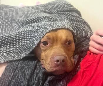 Rescue Pit Bull Terrier and Mixed Breed Dogs for Adoption in New Albany, Ohio - Meatball | PetCurious