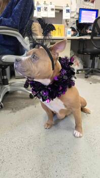 Rescue Pit Bull Terrier Dogs for Adoption in Eagle, Idaho - Buffy **Courtesy Post. Out Of Town Pet. See Below For Details** | PetCurious