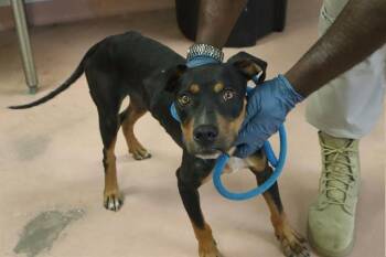 FINN -  Mixed Breed Dog for Adoption in Columbia, South Carolina - FINN | PetCurious