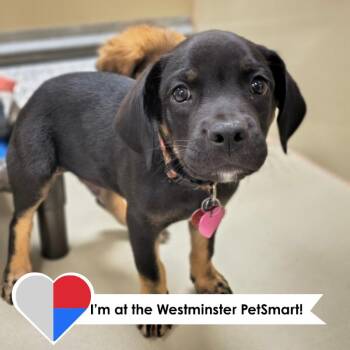 Greg -  Mixed Breed Dog for Adoption in Fort Collins, Colorado - Greg | PetCurious