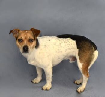 Rescue Parson Russell Terrier and Mixed Breed Dogs for Adoption in Cumming, Georgia - Doc 498-25 | PetCurious