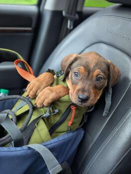 Rescue Rottweiler Dogs for Adoption in Oregon, Ohio - Riley | PetCurious