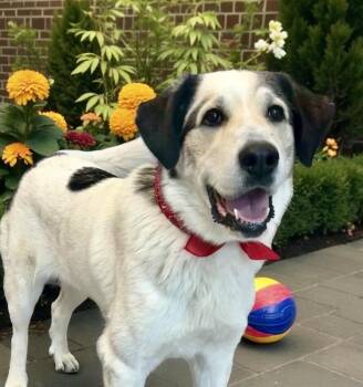 Rescue Great Pyrenees Dogs for Adoption in Perry, Iowa - Zora | PetCurious