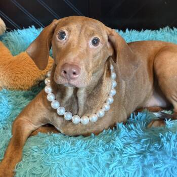 Potato adoption fee 150 -  Mixed Breed Dog for Adoption in Atlanta, Texas - Potato Adoption Fee 150 | PetCurious