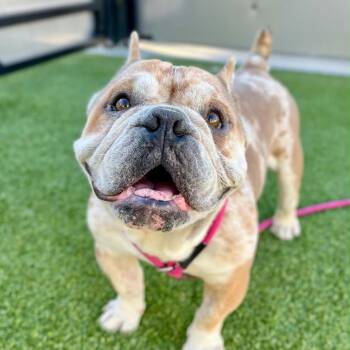 Wally -  English Bulldog Dog for Adoption in Bellingham, Washington - Wally | PetCurious
