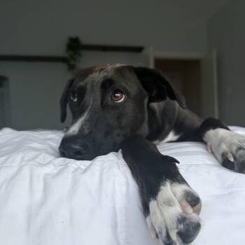 Thunder The Zesty Bestie -  Pit Bull Terrier and Labrador Retriever Dog for Adoption in Friendswood, Texas - Thunder The Zesty Bestie | PetCurious