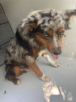 A662096 -  Australian Shepherd Dog for Adoption in Houston, Texas - A662096 | PetCurious
