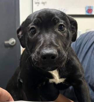 American Staffordshire Terrier Dogs Available for Adoption in Tulare, California - Ziva | PetCurious