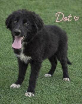 Border Collie and Flat Coated Retriever Dogs Available for Adoption in Crystal Lake, Illinois - Dot | PetCurious