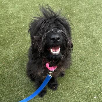 Mixed Breed Dogs Available for Adoption in Philadelphia, Pennsylvania - Flower | PetCurious