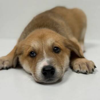 Rescue Retriever Dogs for Adoption in Allen, Texas - Coco Hudson | PetCurious