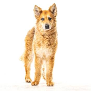 Addie -  German Shepherd Dog and Mixed Breed Dog for Adoption in Reno, Nevada - Addie | PetCurious
