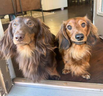 Rescue Dachshund Dogs for Adoption in Houston, Texas - Ozzie | PetCurious