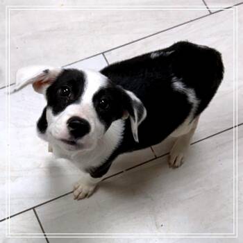 Nakita -  Mixed Breed Dog for Adoption in Lufkin, Texas - Nakita | PetCurious