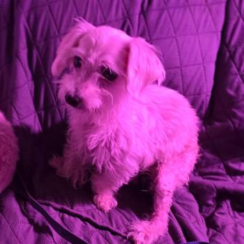 Daisy -  Maltese Dog for Adoption in Goltry, Oklahoma - Daisy | PetCurious