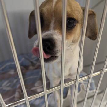 Surf -  Chihuahua and Mixed Breed Dog for Adoption in Charlottesville, Virginia - Surf | PetCurious