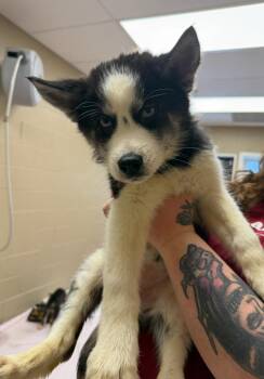 Husky Dogs Available for Adoption - Maple | PetCurious
