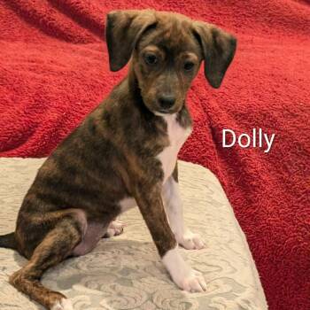 Dolly -  Dachshund Dog for Adoption in Marion, Illinois - Dolly | PetCurious