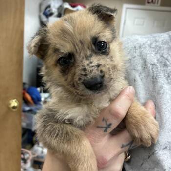 Shepherd and Mixed Breed Dogs Available for Adoption - NY Panda Avail Mar 21 (Tractor Supply Patterson NY) | PetCurious