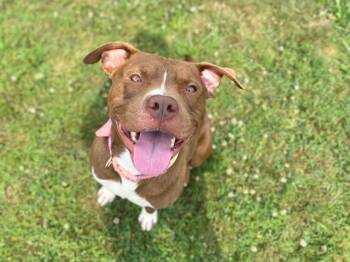 GUB GUB -  Pit Bull Terrier Dog for Adoption in Fort Wayne, Indiana - GUB GUB | PetCurious