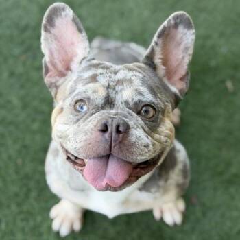 French Bulldog Dogs Available for Adoption in Sacramento, California - Miss Apple Bottomjeans | PetCurious