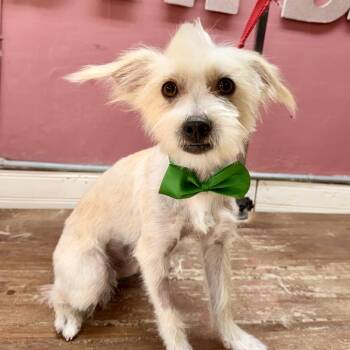 Phillip -  Maltese and Chihuahua Dog for Adoption in Las Vegas, Nevada - Phillip | PetCurious