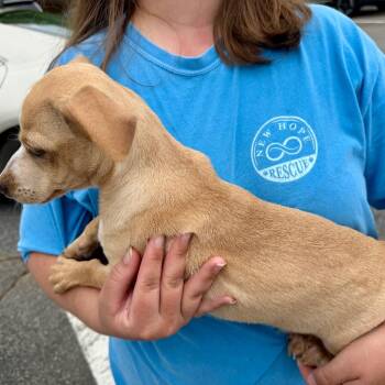 Chihuahua and Mixed Breed Dogs Available for Adoption in Opelika, Alabama - Churro | PetCurious