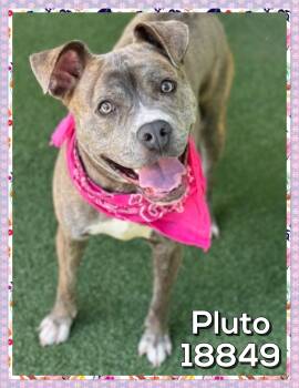 Staffordshire Bull Terrier Dogs Available for Adoption in Marietta, Georgia - PLUTO | PetCurious