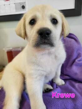 Great Pyrenees and Labrador Retriever Dogs Available for Adoption - Krewe | PetCurious
