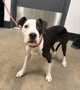 Picnic -  Pit Bull Terrier Dog for Adoption in Cleveland, Ohio - Picnic | PetCurious
