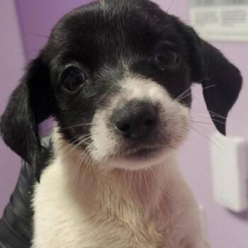 Yoshi -  Chihuahua Dog for Adoption in Tacoma, Washington - Yoshi | PetCurious