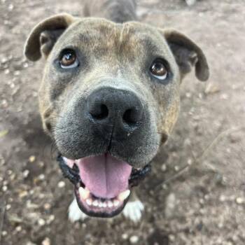 Pig Pen -  American Bully and Pit Bull Terrier Dog Available for Adoption in Klein, Texas - Pig Pen | PetCurious