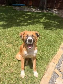 Spike -  Mixed Breed Dog for Adoption in Monticello, Iowa - Spike | PetCurious