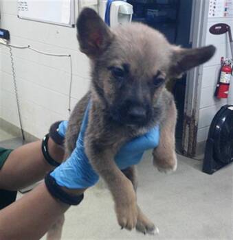 A480705 -  German Shepherd Dog and Labrador Retriever Dog for Adoption in Oklahoma City, Oklahoma - A480705 | PetCurious