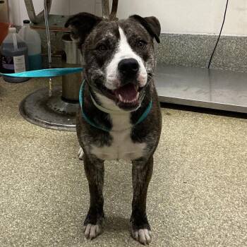 Grandpa -  Pit Bull Terrier Dog for Adoption in San Gabriel, California - Grandpa | PetCurious
