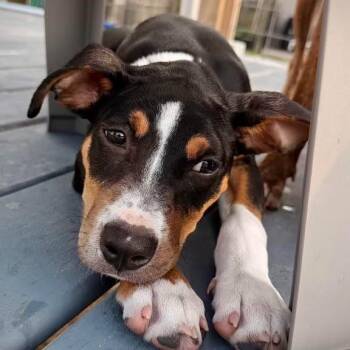Ramekin -  Affenpinscher and Terrier Dog for Adoption in Bloomfield, Connecticut - Ramekin | PetCurious