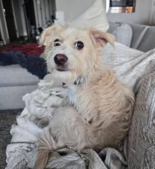 Niko -  Toy Fox Terrier Dog for Adoption in Sedalia, Colorado - Niko | PetCurious